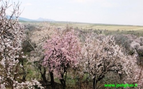 IMG_1778-500x375-1-500x313