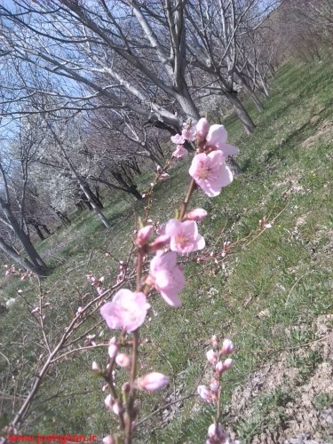 IMG_20140411_124746-375x500