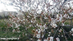 photo_2016-04-01_15-57-20-300x169