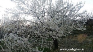 photo_2016-04-01_15-57-29-300x169