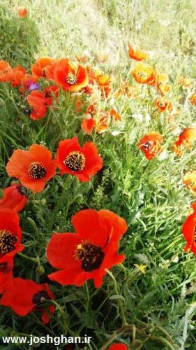 photo_2016-05-01_18-26-29