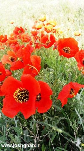 photo_2016-05-01_18-26-44