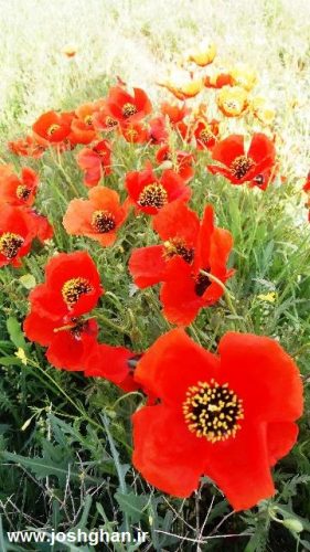 photo_2016-05-01_18-27-01