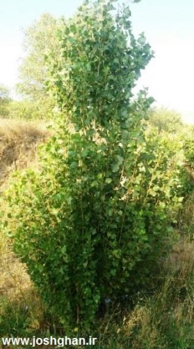 photo_2016-08-05_19-19-37