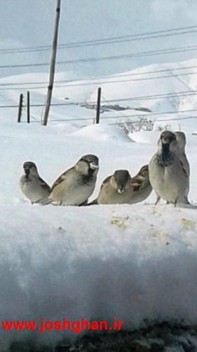 photo_2017-01-29_21-14-29