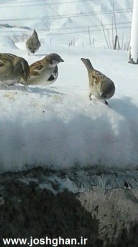 photo_2017-01-29_21-14-46