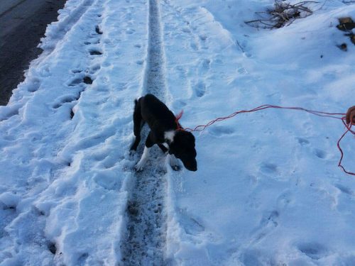 photo_2017-02-08_20-13-35