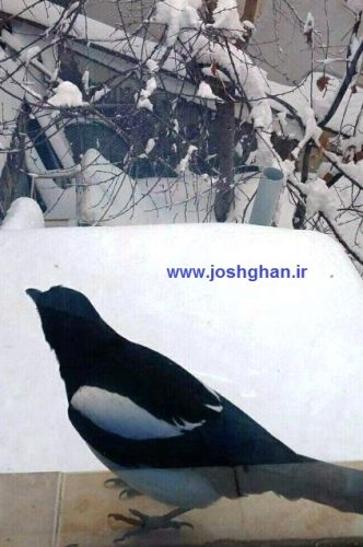 photo_2017-02-13_17-56-54