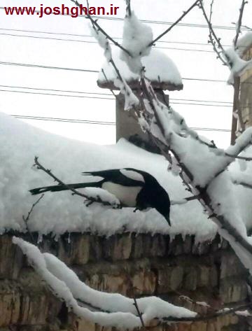 photo_2017-02-13_18-01-14