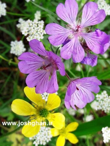 photo_2017-05-07_21-30-44