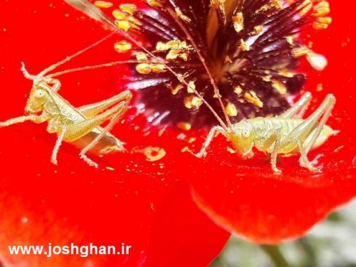 photo_2017-05-07_21-31-22