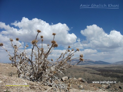 ارتفاعات صحرا چای