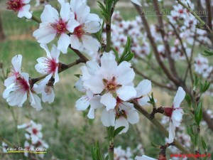 گل-های-بهاری-1-300x225