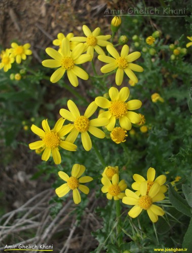 گل های بهاری 2